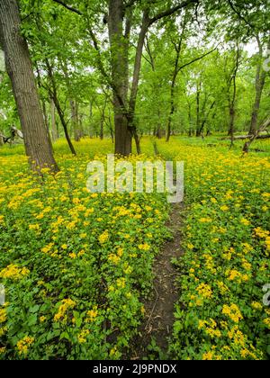 Die Schmetterlingsblüte (Packera glabella) blüht auf der Aue des Plaines River in Thatcher Woods in der Nähe von Chicago, Illinois. Butterweed stammt aus dem Süden von Illinois, hat aber seine Reichweite in den letzten Jahrzehnten nach Norden erweitert, da sich das Klima erwärmt hat. Stockfoto