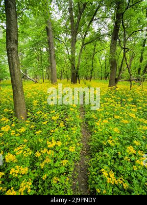 Die Schmetterlingsblüte (Packera glabella) blüht auf der Aue des Plaines River in Thatcher Woods in der Nähe von Chicago, Illinois. Butterweed stammt aus dem Süden von Illinois, hat aber seine Reichweite in den letzten Jahrzehnten nach Norden erweitert, da sich das Klima erwärmt hat. Stockfoto