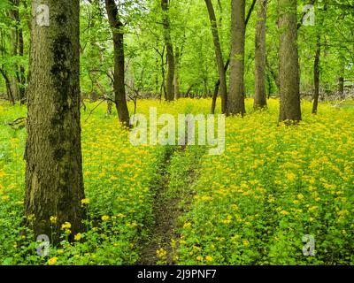 Die Schmetterlingsblüte (Packera glabella) blüht auf der Aue des Plaines River in Thatcher Woods in der Nähe von Chicago, Illinois. Butterweed stammt aus dem Süden von Illinois, hat aber seine Reichweite in den letzten Jahrzehnten nach Norden erweitert, da sich das Klima erwärmt hat. Stockfoto