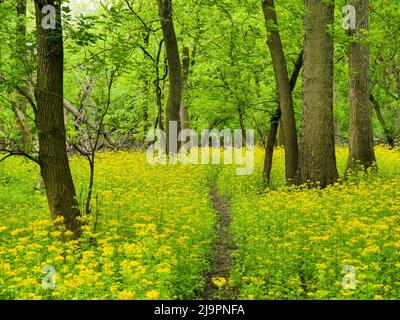 Die Schmetterlingsblüte (Packera glabella) blüht auf der Aue des Plaines River in Thatcher Woods in der Nähe von Chicago, Illinois. Butterweed stammt aus dem Süden von Illinois, hat aber seine Reichweite in den letzten Jahrzehnten nach Norden erweitert, da sich das Klima erwärmt hat. Stockfoto