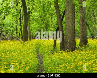 Die Schmetterlingsblüte (Packera glabella) blüht auf der Aue des Plaines River in Thatcher Woods in der Nähe von Chicago, Illinois. Butterweed stammt aus dem Süden von Illinois, hat aber seine Reichweite in den letzten Jahrzehnten nach Norden erweitert, da sich das Klima erwärmt hat. Stockfoto