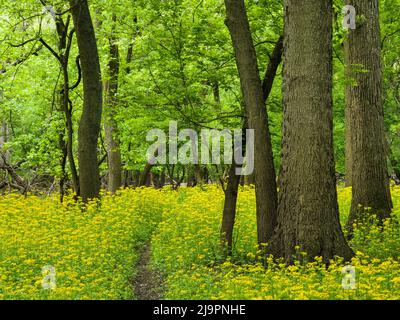 Die Schmetterlingsblüte (Packera glabella) blüht auf der Aue des Plaines River in Thatcher Woods in der Nähe von Chicago, Illinois. Butterweed stammt aus dem Süden von Illinois, hat aber seine Reichweite in den letzten Jahrzehnten nach Norden erweitert, da sich das Klima erwärmt hat. Stockfoto