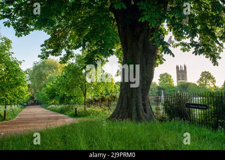 Frühmorgens entlang der Christ Church Meadow Walk neben dem Botanischen Garten. Oxford, Oxfordshire, England Stockfoto