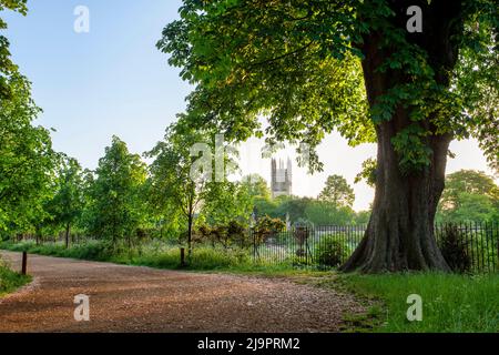 Frühmorgens entlang der Christ Church Meadow Walk neben dem Botanischen Garten. Oxford, Oxfordshire, England Stockfoto