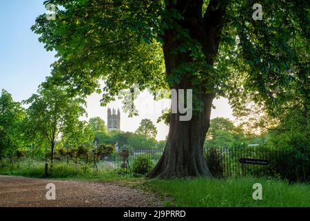 Frühmorgens entlang der Christ Church Meadow Walk neben dem Botanischen Garten. Oxford, Oxfordshire, England Stockfoto