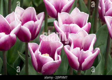 Lila weiß, Tulpen, Triumph, Tulipa „Heilsarmee“, Weiß lila, Schön, Garten, Blüten, Blühend Stockfoto