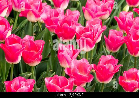 Tulipa 'Dynastie', Frühling, Tulpen, In, Garten, Blume, Bett, Rosa weiß Stockfoto