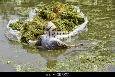 Guwahati, Guwahati, Indien. 23.. Mai 2022. Farmer schneidet die Ernte von Reispflanzen ab, die am Montag, 23.. Mai 2022, im Nalbari-Distrikt von Assam Indien, in Überschwemmungswasser getaucht werden (Bildnachweis: © Dasarath Deka/ZUMA Press Wire) Stockfoto