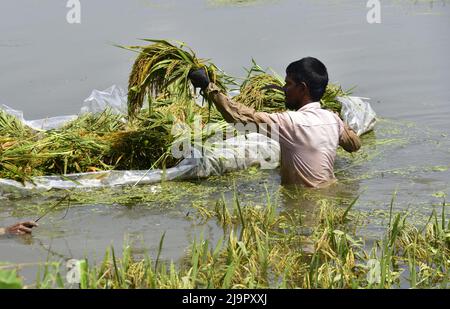 Guwahati, Guwahati, Indien. 23.. Mai 2022. Farmer schneidet die Ernte von Reispflanzen ab, die am Montag, 23.. Mai 2022, im Nalbari-Distrikt von Assam Indien, in Überschwemmungswasser getaucht werden (Bildnachweis: © Dasarath Deka/ZUMA Press Wire) Stockfoto