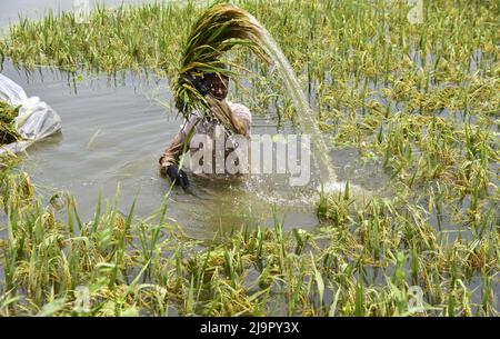 Guwahati, Guwahati, Indien. 23.. Mai 2022. Farmer schneidet die Ernte von Reispflanzen ab, die am Montag, 23.. Mai 2022, im Nalbari-Distrikt von Assam Indien, in Überschwemmungswasser getaucht werden (Bildnachweis: © Dasarath Deka/ZUMA Press Wire) Stockfoto