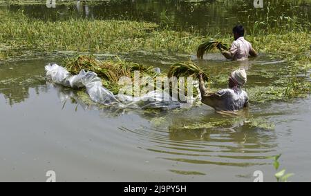 Guwahati, Guwahati, Indien. 23.. Mai 2022. Farmer schneidet die Ernte von Reispflanzen ab, die am Montag, 23.. Mai 2022, im Nalbari-Distrikt von Assam Indien, in Überschwemmungswasser getaucht werden (Bildnachweis: © Dasarath Deka/ZUMA Press Wire) Stockfoto