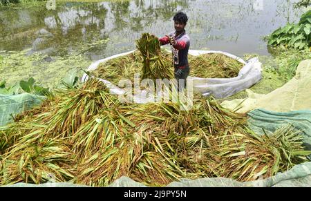 Guwahati, Guwahati, Indien. 23.. Mai 2022. Ein Jugendlicher erntet am Montag, dem 23.. Mai 2022, am Ufer, das in Bulut im Nalbari-Bezirk von Assam Indien in Überschwemmungswasser getaucht ist, weiterhin Reispflanzen. (Bild: © Dasarath Deka/ZUMA Press Wire) Stockfoto