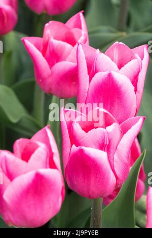 Pink, Tulpen, Triumph, Schöne Tulpe „Weihnachtstraum“, Blumen, Blüten, Blüten, Blüten Stockfoto