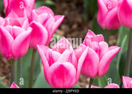 Tulipa „Christmas Dream“, Nizza, Blume, Blüten, Blüten, Tulpen, Garten, Blüte, schöne rosa Tulpen mit hellrosa Saum der Blüte Stockfoto