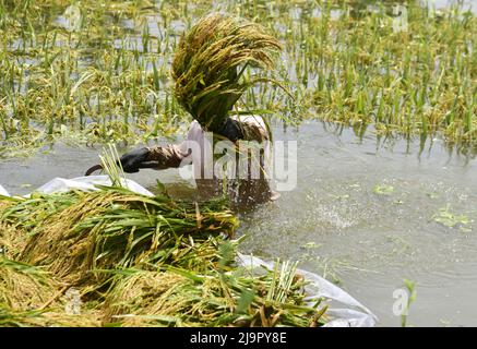 Guwahati, Guwahati, Indien. 23.. Mai 2022. Farmer schneidet die Ernte von Reispflanzen ab, die am Montag, 23.. Mai 2022, im Nalbari-Distrikt von Assam Indien, in Überschwemmungswasser getaucht werden (Bildnachweis: © Dasarath Deka/ZUMA Press Wire) Stockfoto