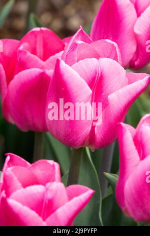 Tulipa „Weihnachtstraum“, Schön, Blume, Blüten, Blühend, Tulpen, Garten, Blüte, Wunderschön Stockfoto