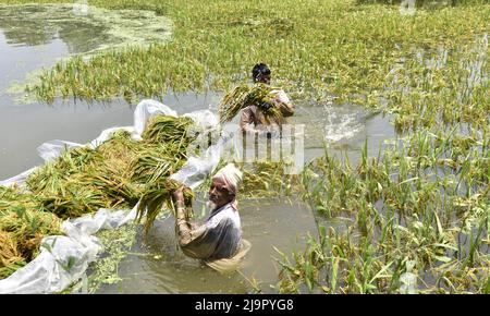 Guwahati, Guwahati, Indien. 23.. Mai 2022. Farmer schneidet die Ernte von Reispflanzen ab, die am Montag, 23.. Mai 2022, im Nalbari-Distrikt von Assam Indien, in Überschwemmungswasser getaucht werden (Bildnachweis: © Dasarath Deka/ZUMA Press Wire) Stockfoto