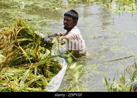 Guwahati, Guwahati, Indien. 23.. Mai 2022. Farmer schneidet die Ernte von Reispflanzen ab, die am Montag, 23.. Mai 2022, im Nalbari-Distrikt von Assam Indien, in Überschwemmungswasser getaucht werden (Bildnachweis: © Dasarath Deka/ZUMA Press Wire) Stockfoto