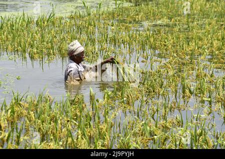Guwahati, Guwahati, Indien. 23.. Mai 2022. Farmer schneidet die Ernte von Reispflanzen ab, die am Montag, 23.. Mai 2022, im Nalbari-Distrikt von Assam Indien, in Überschwemmungswasser getaucht werden (Bildnachweis: © Dasarath Deka/ZUMA Press Wire) Stockfoto