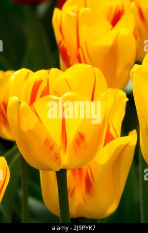 Gelb, Tulpen, Tulipa „Gestreiftes Apeldoorn“, Rot, Flammen, Tulpe, Frühling, Blumen Stockfoto