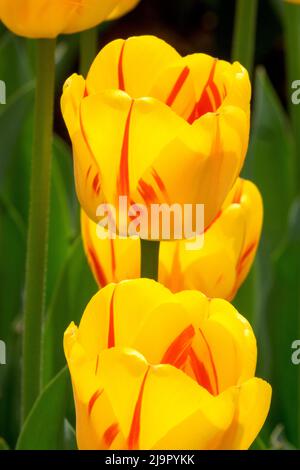 Gelb, Tulpen, Tulipa „Gestreiftes Apeldoorn“, Rot, Flammen, Tulpe, Frühling, Blumen Stockfoto