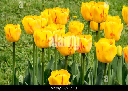 Darwin Hybrid, Tulpen, Gruppe, Gelb, Blumen, Farben, Frühling, Blume, Bett, Blüten Stockfoto