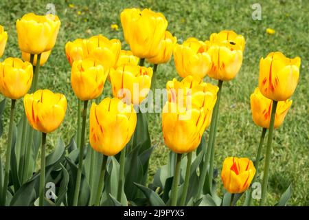 Tulpen, Gruppe, Gelb, Blumen, Farben, Frühling, Blumenbett, Blüten, Blühend Stockfoto