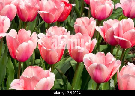 Tulipa 'Lachs Impression', Schön, Rosa, Frühling, Garten, Tulpen, Tulpe, Blüten, Blumenbett Stockfoto