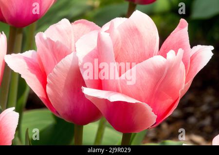 Tulipa 'Lachs Impression', Schön, Rosa, Frühling, Garten, Tulpen, Tulpe, Blüten, Blume Schönheit Stockfoto