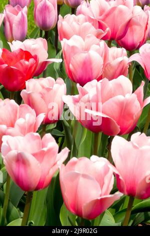 Tulipa 'Lachs Impression', Schön, Rosa, Frühling, Garten, Tulpen, Tulpe, Blüten, Blumen Stockfoto