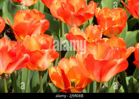 Tulipa 'American Dream', Garten, Blumen, Tulpen, Frühling, Blüten, Tulpe, Pflanze, Blume Stockfoto