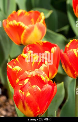 Tulpen, „Banja Luka“, Blume, Garten, Tulipa, Blüte, Tulpen, Frühling, Zwiebelpflanze, Blumen Stockfoto