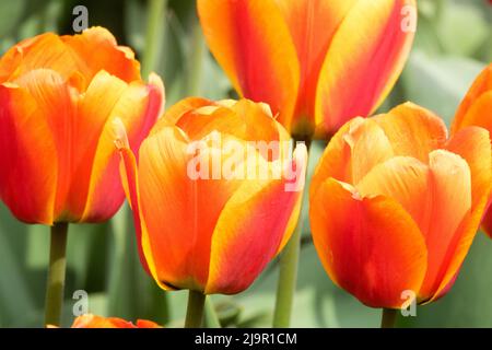 Tulipa 'Apeldoorns Elite', Schön, Orange Lila, Tulpen, Blumen, Tulpenblüten Stockfoto