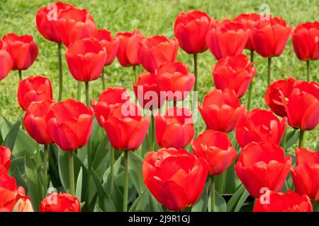 Tulipa, „Apeldoorn“, Darwin Hybrid, Rote Tulpen, Blumen, Tulpe, Blütenblätter, Garten, Blume Stockfoto