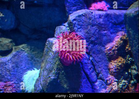Kaltwasseranemonen. Seeanemonen sind eine Gruppe räuberischer Meerestiere Stockfoto