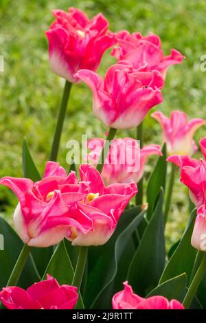 Blühende Tulpen im Frühlingsblumenbett, rosa Tulipa „Krone der Dynastie“ Stockfoto