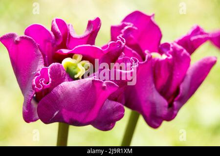 Tulpe 'Crown of Negrita' Tulipa Violett Violett Close Up Blütenfrühlingspflanze Stockfoto