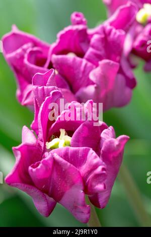 Tulipa „Krone von Negrita“, Nahaufnahme, Blume, Porträt, Violettes Violett, Tulpe, Tulpen Stockfoto