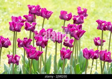 Tulpen „Krone der Negrita“, Violettes Violett, Blumen, Blumenbeet, Frühling Stockfoto