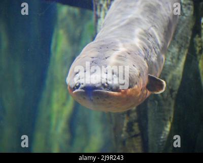 Elektrischer Aal auch als Elektrophorus electricus Fisch im Fish Aquarium bekannt Stockfoto