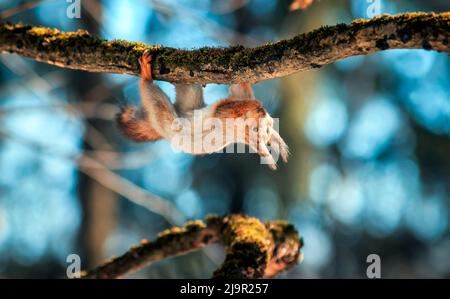 Süßes flauschiges Eichhörnchen, das an einem Baumzweig im Park hängt Stockfoto