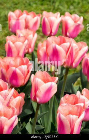 Tulpen „Apricona“, Tulipa, Lachs, Rosa Farben, Triumph, Tulpe, Blumenbett Stockfoto