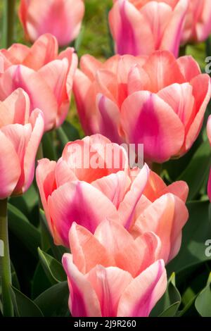 Tulipa 'Apricona' Pink Flower Portrait, Tulpe, Triumph Hybrid, Frühling Stockfoto