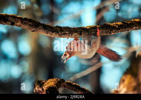 Süßes flauschiges Eichhörnchen, das an einem Baumzweig im Park hängt Stockfoto