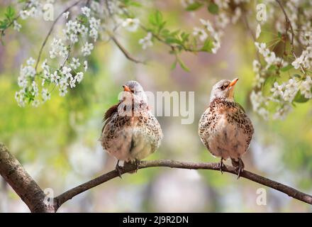 Ein Paar Drosseln sitzt Seite an Seite auf einem Baum in einem blühenden Park Stockfoto