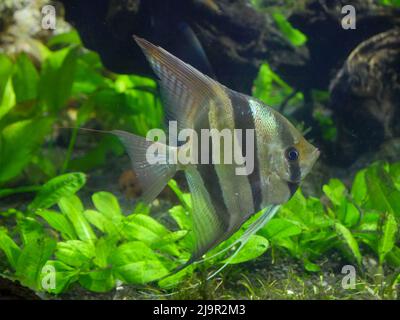 Altum Angelfische schwimmen im Fish Tank Aquarium Stockfoto