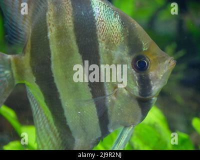 Altum Angelfische schwimmen im Fish Tank Aquarium Stockfoto