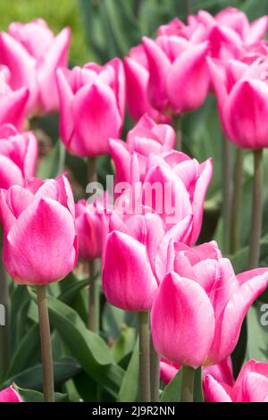 Rosa Blume Tulpen 'Christmas Dream' Tulpe Rosa weiß umrandete Blütenblätter Stockfoto