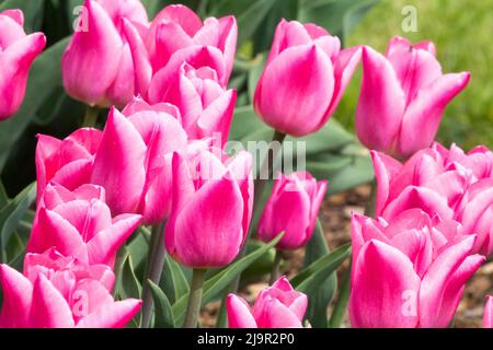 Rosa Tulpen im Blumenbett, Tulipa „Weihnachtstraum“ Stockfoto