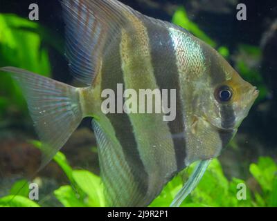 Altum Angelfische schwimmen im Fish Tank Aquarium Stockfoto